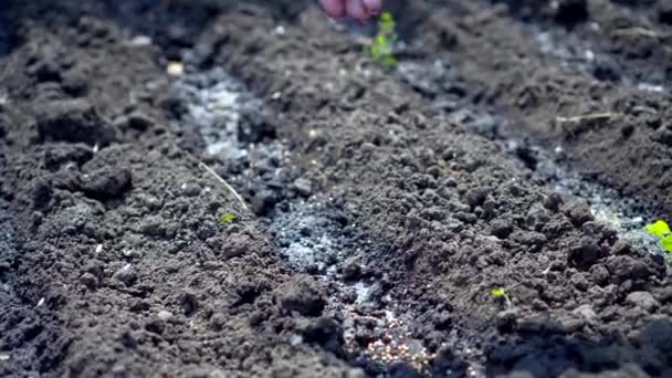 La mano femenina de cerca siembra semillas en el suelo con un pequeño enfoque. Cultivo de tierras, agricultura. El concepto de comenzar algo
. - Metraje, vídeo