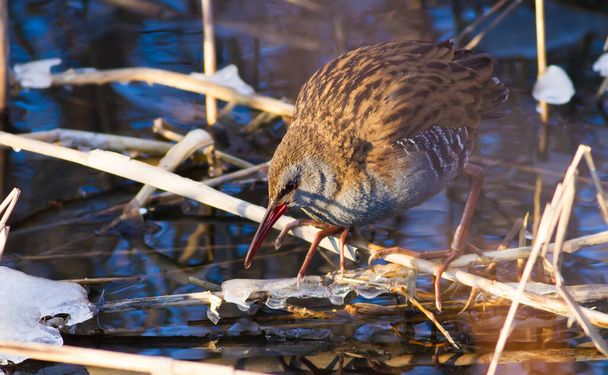 Water Rail, Rallus aquaticus. In the winter morning, the bird emerged from the reeds, walks along the stems and water, looking for food - Zdjęcie, obraz