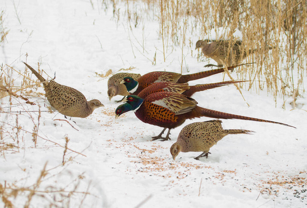 Pheasant, Phasianus. Wild males and female birds eat seeds. Frosty snowy morning. - Foto, Imagen