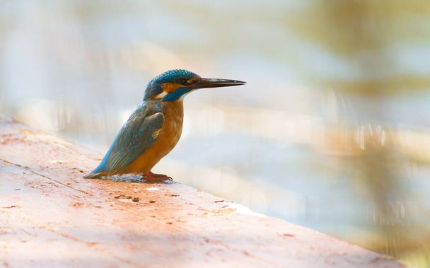 Alcedo atthis, kingfisher. Early in the morning, a bird sits on a bridge for fishermen by the river, looks into the water, waits until a small fish appears. - Photo, Image