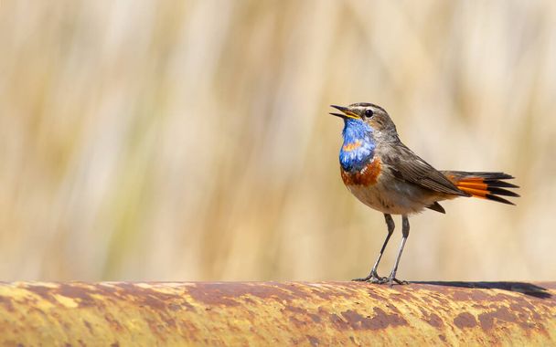 Bluethroat, Luscinia svecica. The bird sings while sitting on an old gas pipe, which is laid near the river. - Foto, Imagen