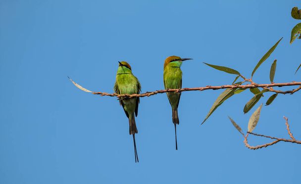 くちばしで昆虫と木の枝につく緑の蜂の食べる鳥 - 写真・画像