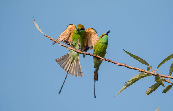 Zielony Pszczoł Jedzący Ptaki Grzęzące na gałęzi drzewa z owadami w dziobie - Zdjęcie, obraz