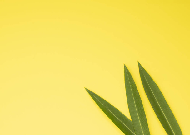 Green tropical palm leaves on pastel yellow background. A minimal summer concept. creative template - Photo, Image