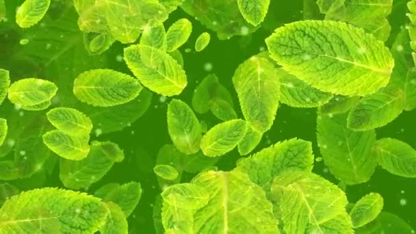 Clipe de vídeo de alimentos 4k computador renderização 3D protetor de tela com folhas de hortelã-pimenta em um fundo verde que se move da esquerda para a direita
 - Filmagem, Vídeo