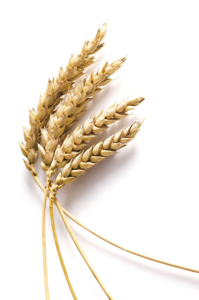 Golden wheat on white background. Close up of ripe ears of wheat plant. - Photo, Image