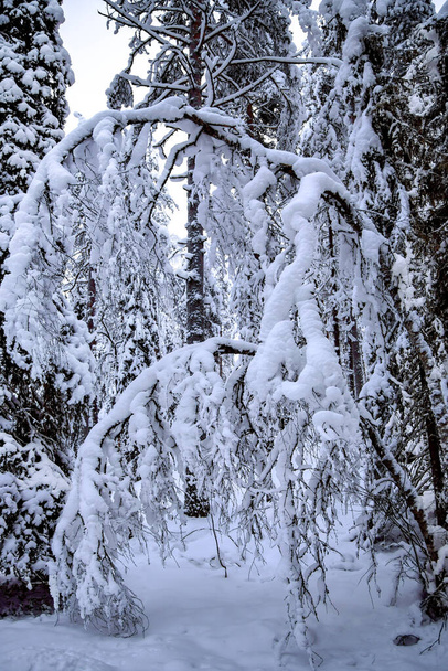 Snow-covered pine forest on overcast polar day in Rovaniemi, Finland - Photo, Image