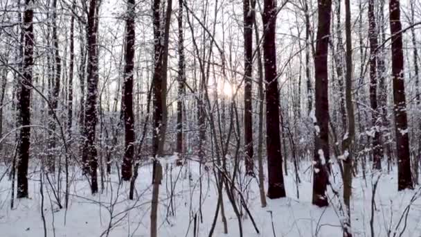Natureza da neve paisagem da floresta no dia ensolarado branco do humor do inverno. Pôr do sol luz através de árvores e neve brilhante tempo frio
 - Filmagem, Vídeo