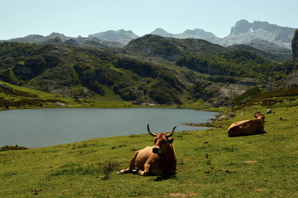 Vacas descansando en la pradera en Picos de Europa - Фото, зображення