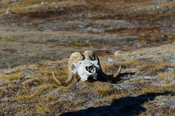Crâne de boeuf musqué (Ovibos moschatus) dans la toundra groenlandaise
 - Photo, image
