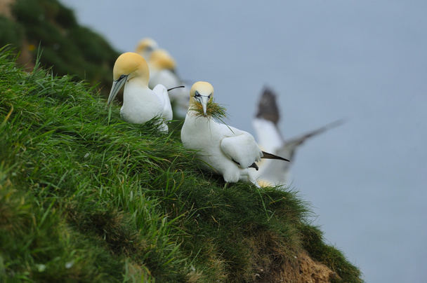 Βόρεια gannets (morus bassanus) με χόρτο σε ράμφη τους. - Φωτογραφία, εικόνα