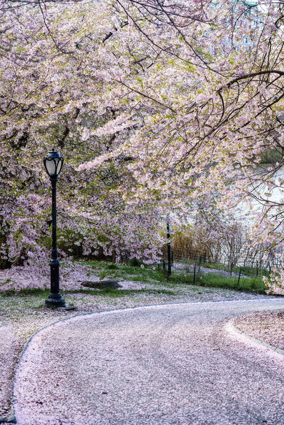 Flor de flor Magnolia cor rosa
 - Foto, Imagem