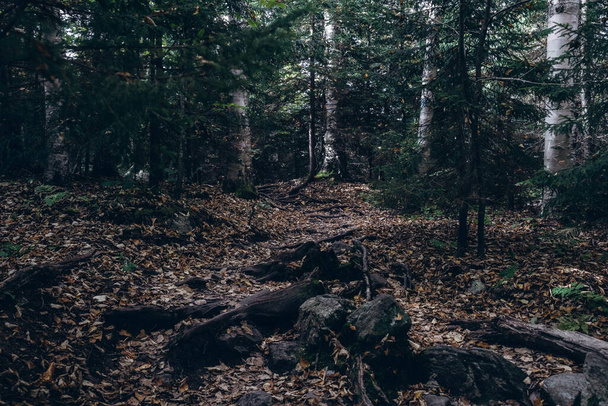лес в горах - Фото, изображение