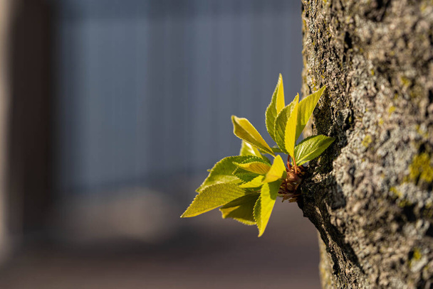 Vihreä pieni puu lähtee lähikuva mikro valokuvaus New Yorkissa Central Park keväällä
 - Valokuva, kuva