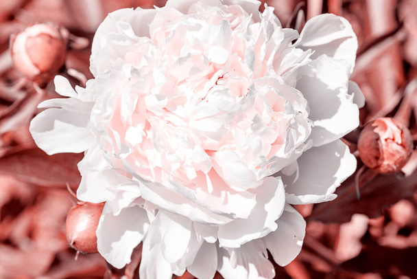 Floraison fleur de pivoine gros plan, tonifiant couleur corail
. - Photo, image