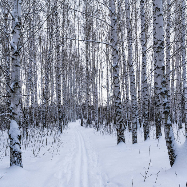Стовбури берези в зимовому сніжному лісі крупним планом
 - Фото, зображення