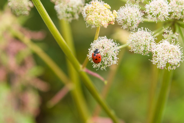 Ladybug για Angelica Sylvestris λουλούδι close-up - μακροεντολή. Όμορφο καλοκαιρινό λουλουδάτο φόντο. - Φωτογραφία, εικόνα