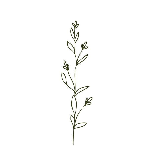 plant isolated on white , vector illustration  - Vektor, obrázek