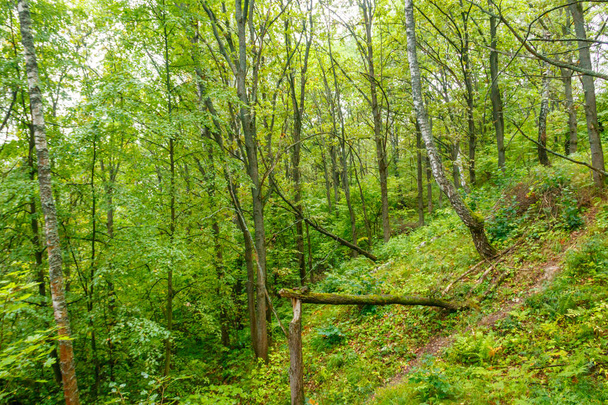 Вид на зеленый лес летом - Фото, изображение