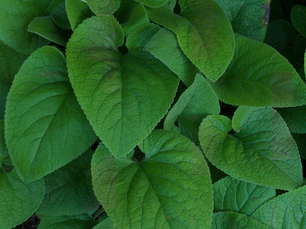 Healthy lush green leafy vegetation background full screen - Photo, Image