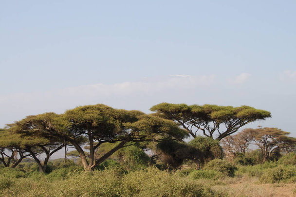 ケニアのアンボゼリ国立公園の風景アフリカ。自然と動物 - 写真・画像