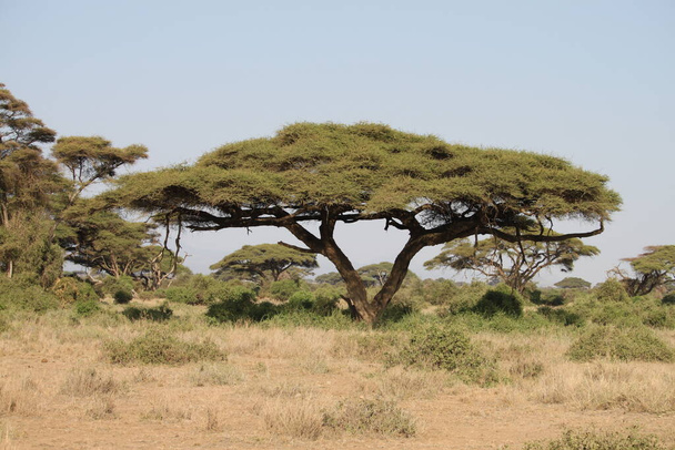 Krajobraz Parku Narodowego Amboseli w Kenii. Przyroda i zwierzęta - Zdjęcie, obraz