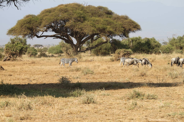 Parque Nacional Amboseli paisagem no Quênia África. Natureza e animais
 - Foto, Imagem