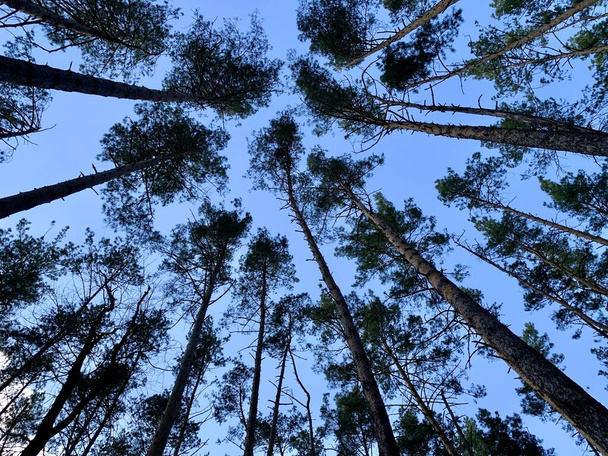 Trees against the blue sky, view from below. Tall pine trees in a green forest. Background texture: tops of conifers. - Photo, Image