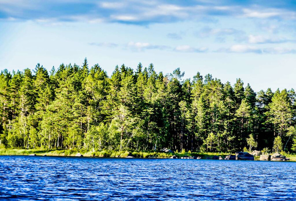 A wide angle shot of the trees in front of the water in Sweden - Foto, immagini