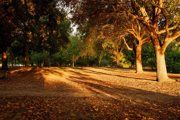 A landscape of a park covered in trees and leaves under the sunlight at daytime - great for wallpapers - Foto, immagini