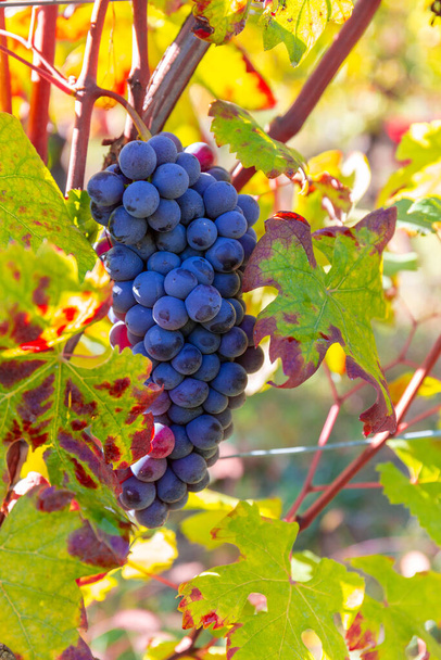 Закрытие грозди винограда в осенний сезон, Бургунди, Франция
 - Фото, изображение