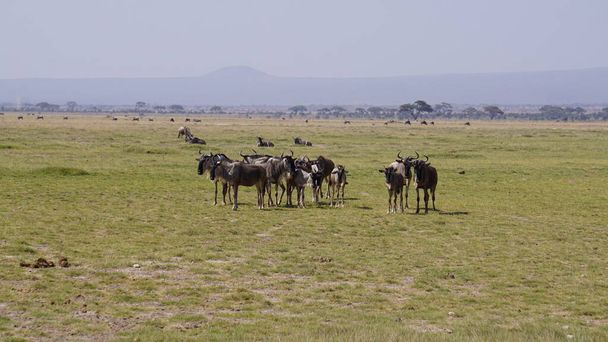 Wildebeests nel Parco Nazionale di Amboseli in Kenya Africa. Natura e animali
 - Foto, immagini