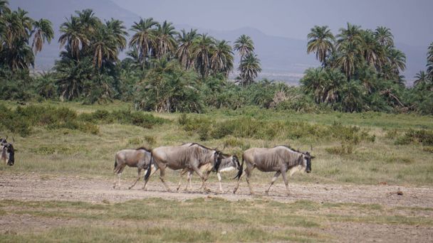 Wildebeests en el Parque Nacional Amboseli en Kenia África. Naturaleza y animales
 - Foto, Imagen