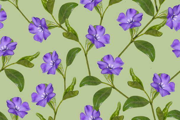 Motif floral sans couture avec des fleurs bleues sur un fond vert
. - Photo, image