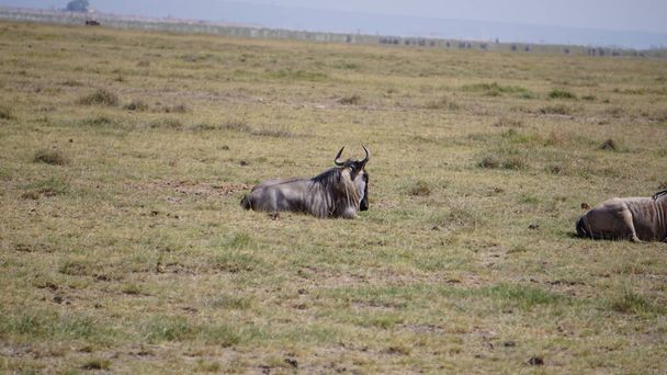 Wildebeests στο Εθνικό Πάρκο Amboseli στην Κένυα της Αφρικής. Φύση και ζώα - Φωτογραφία, εικόνα