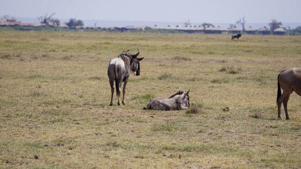 Wildebeests στο Εθνικό Πάρκο Amboseli στην Κένυα της Αφρικής. Φύση και ζώα - Φωτογραφία, εικόνα