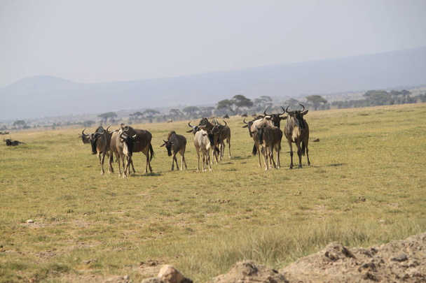 Wildebeests nel Parco Nazionale di Amboseli in Kenya Africa. Natura e animali
 - Foto, immagini