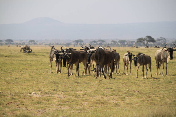 Wildebeests Amboselin kansallispuistossa Keniassa Afrikassa. Luonto ja eläimet
 - Valokuva, kuva