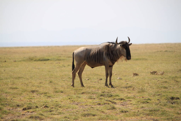 Wildebeests in Amboseli National Park in Kenya Africa. Nature et animaux
 - Photo, image