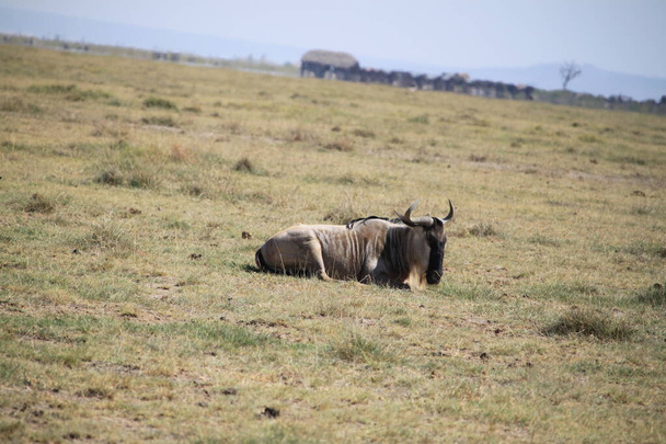 Wildebeests in Amboseli National Park in Kenya Africa. Nature et animaux
 - Photo, image