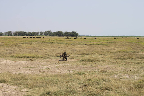 Wildebeests en el Parque Nacional Amboseli en Kenia África. Naturaleza y animales
 - Foto, Imagen