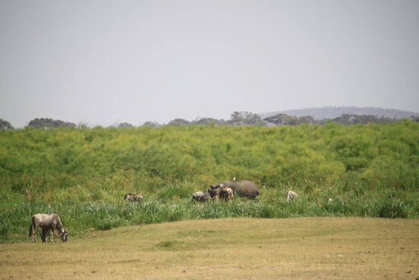 Kenya Afrika 'daki Amboseli Ulusal Parkı' ndaki antiloplar. Doğa ve hayvanlar - Fotoğraf, Görsel