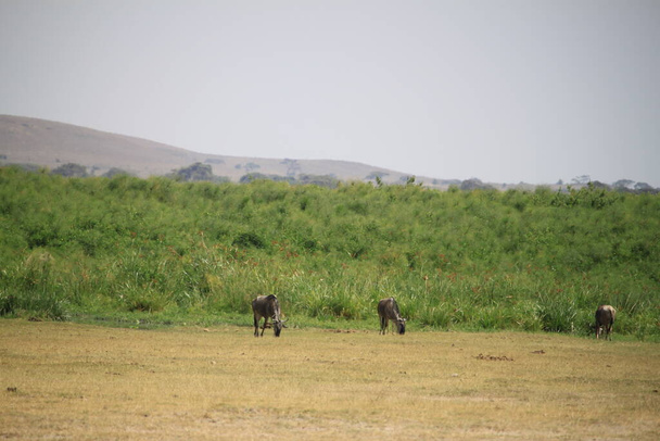 Kenya Afrika 'daki Amboseli Ulusal Parkı' ndaki antiloplar. Doğa ve hayvanlar - Fotoğraf, Görsel