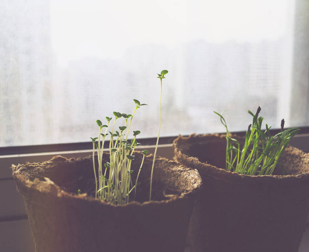 savory plant - satureja hortensis - grows at home on the windowsill, savory herb seedlings - Фото, изображение