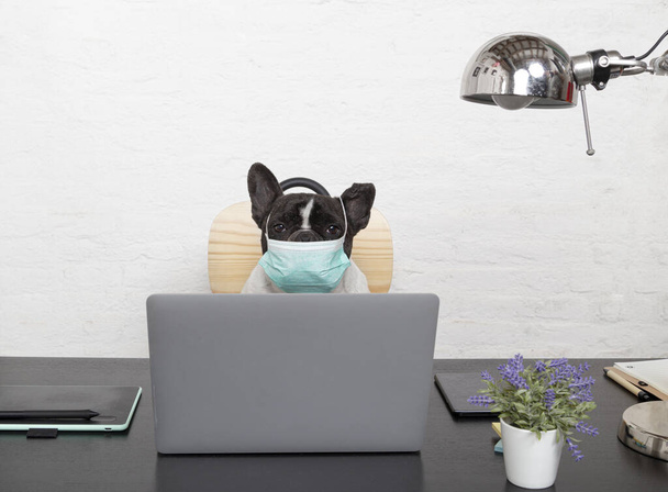 Koruyucu tıbbi maskeli Fransız bulldog evde bilgisayarından çalışıyor. - Fotoğraf, Görsel