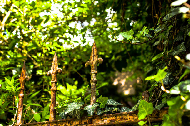 Stamm und Ast eines Baumes in einem deutschen Wald - Foto, Bild
