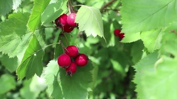 Bacche rosse selvatiche in foglie verdi sole primo piano fresco video naturale biologico
 - Filmati, video