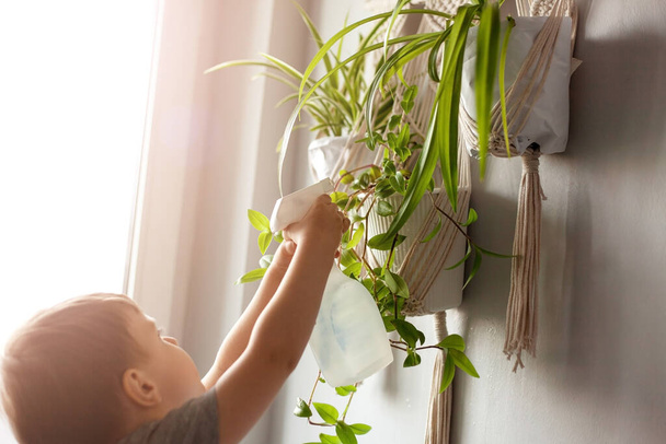 A gyermek gondoskodik a hazai növényről. Egy fiú vázába permetezi a növényeket. A gyermek otthon gondozza a növényeket, tiszta vízzel permetezi a növényt egy szórópisztolyból. - Fotó, kép