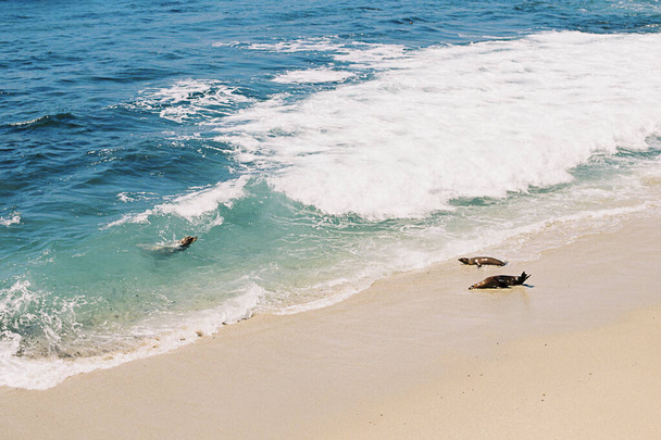 Морские львы лежат на пляже и купаются в Тихом океане в бухте Ла-Хойя, в Сан-Диего, Калифорния. Прибрежный пляжный пейзаж Южной Калифорнии
. - Фото, изображение