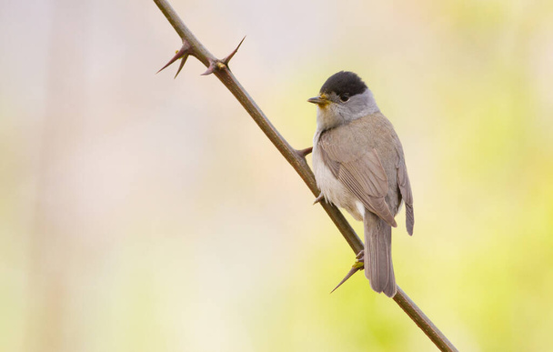 Blackcap, Sylvia atricapilla. Morning in the forest, a male bird sits on a tree branch and sings. It differs from the female in a black cap on his head. - Photo, Image